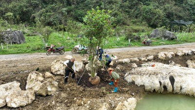 Công tác trồng bảo tồn các loài trà hoa vàng quý hiếm của Việt Nam - Đầu năm 2023