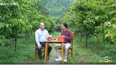 Người đàn ông chinh phục hơn 30 giống Trà hoa vàng quý hiếm ở Việt Nam