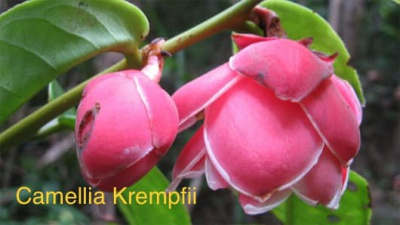 Trà hoa đỏ Camellia Krempfii
