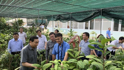 Đ/c Đinh Văn Điến - Chủ tịch UBND tỉnh Ninh Bình thăm Công Viên Trà Hoa Vàng Ninh Bình