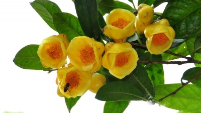 Bài thuốc dân gian từ cây trà hoa vàng